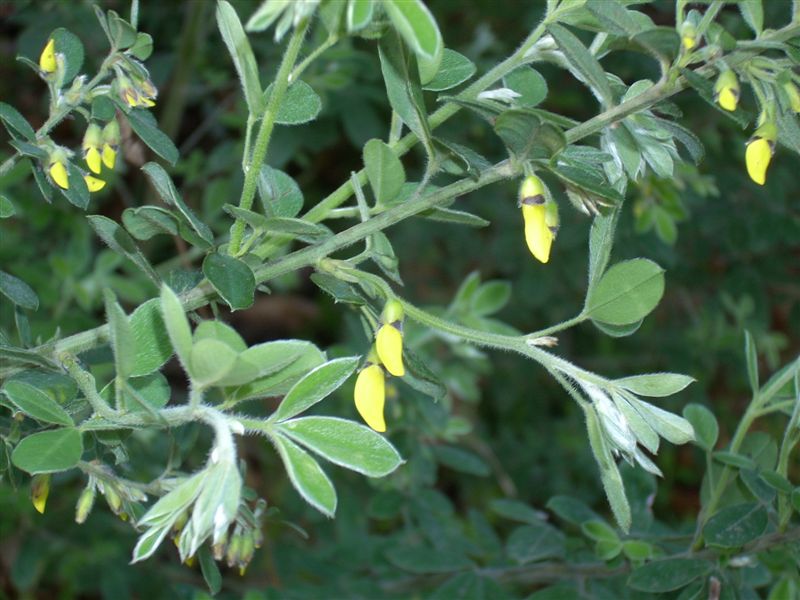 Cytisus villosus / Citiso trifloro